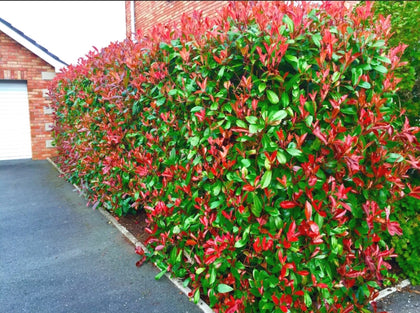 Christmas Berry / Photinia fraseri 'Red Robin' 35-45cm Tall grown in 9cm pots