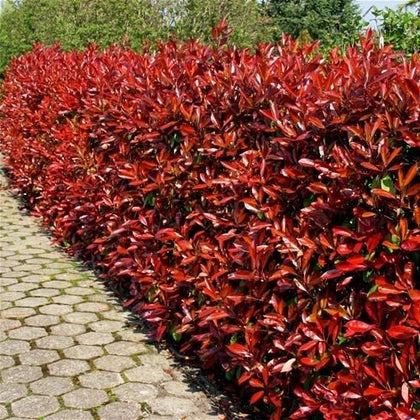 Photinia Red Robin Hedging Plants 35-45cm Bushy Evergreen Hedge Shrubs
