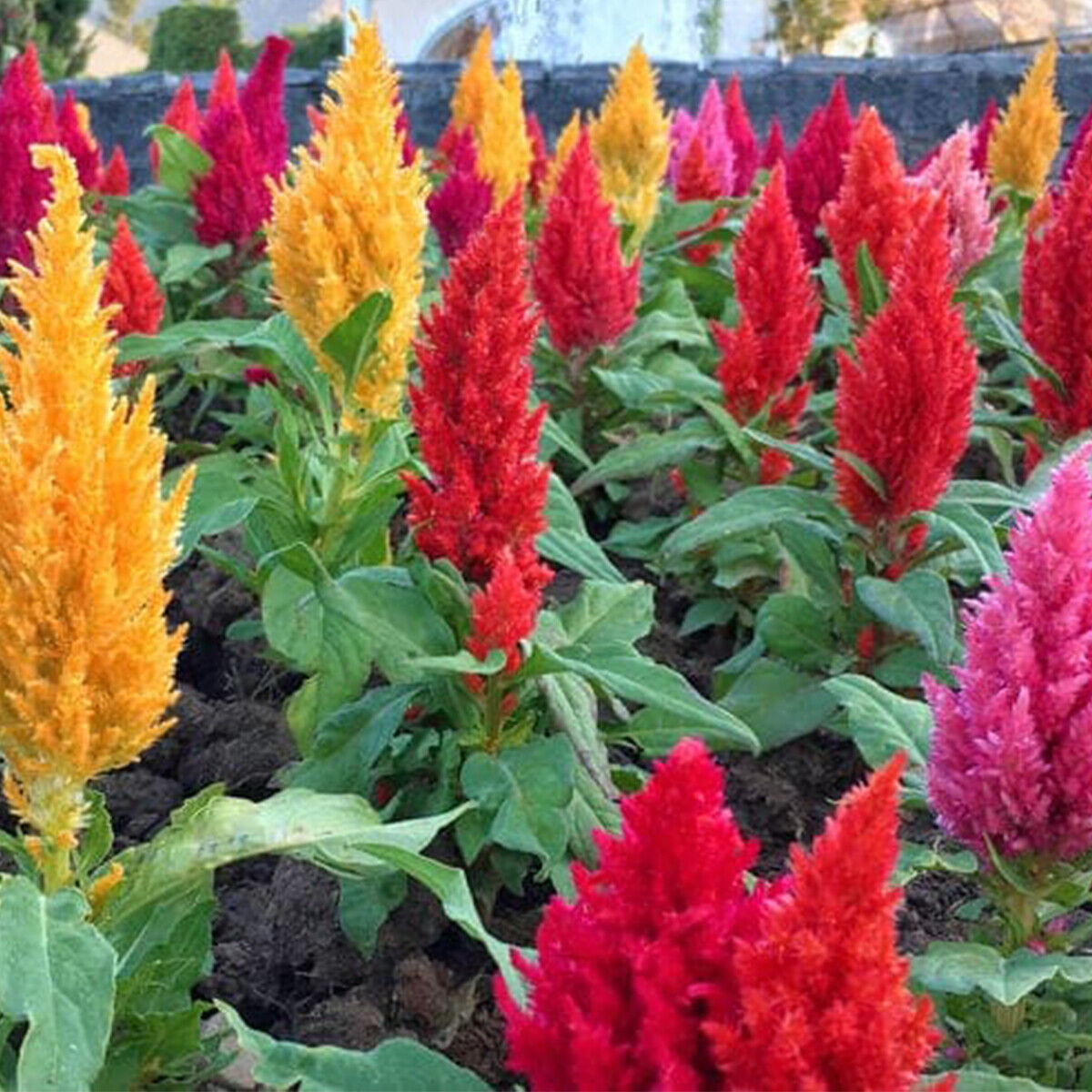 50 Rainbow Celosia Seeds – Gearcourt