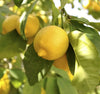 Lemon Tree, 1M Tall in 5-6L Pot, Citrus Fruit Tree, House Plant, Conservatory or Garden Plant, Low Maintenance