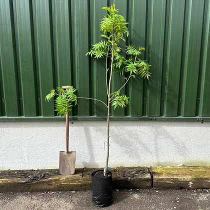 Sorbus Embley Japanese Mountain Ash Tree 5-6ft Supplied in a 7.5 Litre Pot