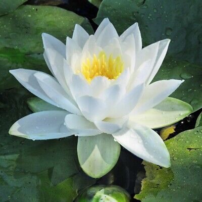 Water Lily White Tender Perennial Bare Root Plants x 1/2 T&M