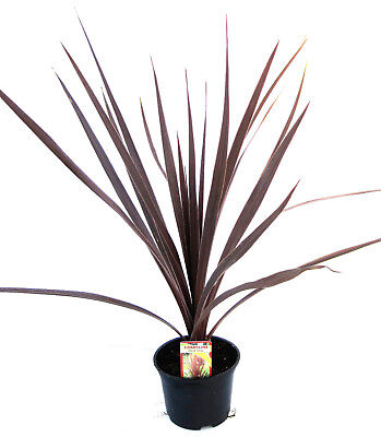 8 Cordyline Australis Red Star Palm 30-40cm Potted Patio Shrub Plant