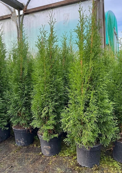 Thuja Plicata Gelderland Western Red Cedar 5-6ft Supplied in 3 Litre Pots