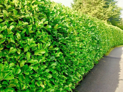 80(1.5-2ft) tall Cherry Laurel Hedging