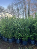 10 X 8ft + INSTANT Hedge Cherry Laurel XL Plants  40L Potted  - UK DELIVERY