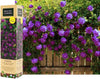 1 Purple Climbing Rose Bare Rooted Plant Bush, 30-40cm Tall Fragrant Shurb, Trellises Outdoor Landscape Aroma Flowers Archway Garden Fences Pergola