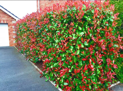 220 Photinia Red Robin Hedging Plants 35-45cm Bushy Evergreen Hedge Shrubs