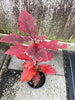 Quercus rubra/Red Oak Tree - UK Grown - Amazing Autumn Colours 60/80cm