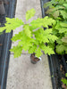 Quercus rubra/Red Oak Tree - UK Grown - Amazing Autumn Colours 60/80cm