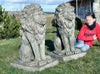 Stunning Pair Large Sitting Stone Cast Lions Garden Ornaments By DGS UK 330KGS