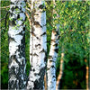 Silver Birch Tree 4-5ft Tall in 2L Pot, Stunning Winter Colour, Betula Pendula Plants 3fatpigs®