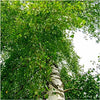 Silver Birch Tree 4-5ft Tall in 2L Pot, Stunning Winter Colour, Betula Pendula Plants 3fatpigs®