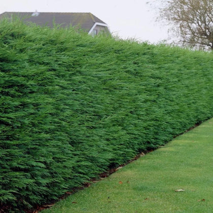 PALLET  6-7FT EXTRA LARGE GREEN LEYLANDII TREES IN 10 LITRE POTS