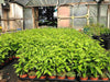 20 Portugal Portuguese Laurel Hedging in Pots apx 35-50cm tall Prunus Lusitanica