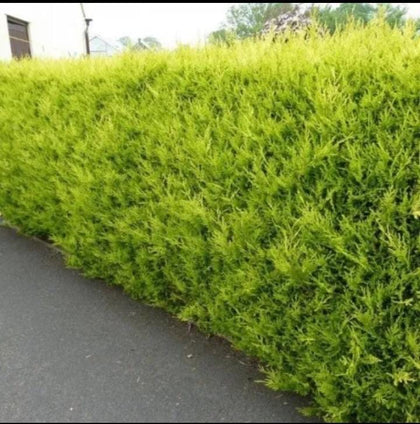 150x50-70cms LEYLANDII GREEN EVERGREEN CONIFER HEDGING LEYLANDII PLANT