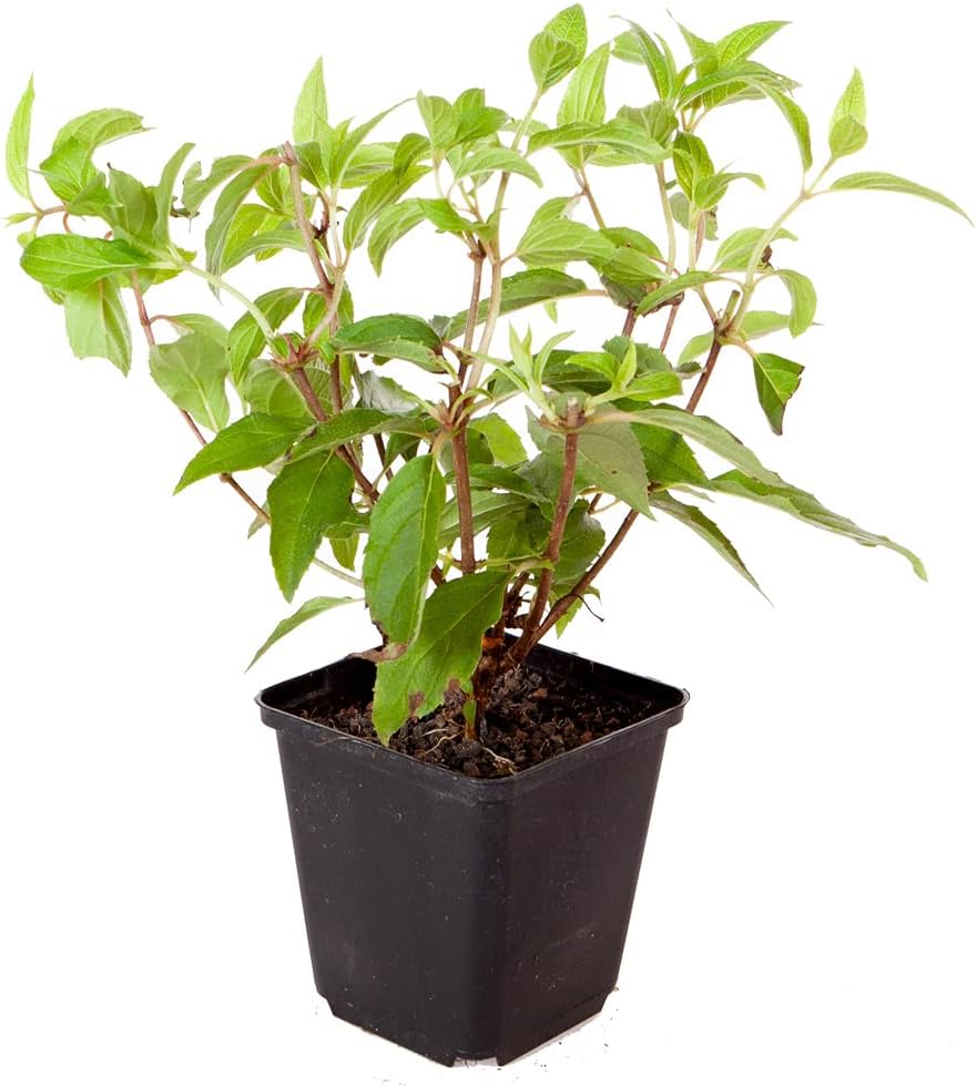 1 x Hydrangea paniculata Sundae Fraise in a 9cm Pot