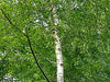 Silver Birch Tree 4-5ft Tall in 2L Pot, Stunning Winter Colour, Betula Pendula Plants 3fatpigs®