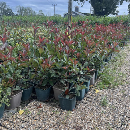 150 Photinia Red Robin Hedging Plants 35-45cm Bushy Evergreen Hedge Shrubs