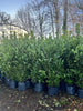 10 X 8ft + INSTANT Hedge Cherry Laurel XL Plants  40L Potted  - UK DELIVERY