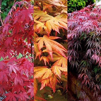 3 x Acer Plant Collection in 11cm Pots - Palmatum Varities Like Atropurpureum - Flamingo - Bloodgood - Osakazuki