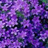Campanula plug plants bellflower purple flowers evergreen perennial, pack of 3
