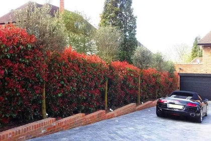 25 Photinia Red Robin Hedging Plants 50-70cm Bushy Evergreen Hedge Shrubs