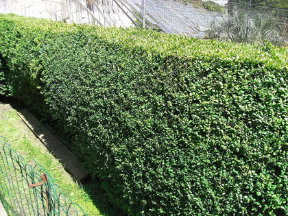 30Common Box 30-40cm, Buxus Sempervirens,Big Bushy Evergreen Hedging Plants