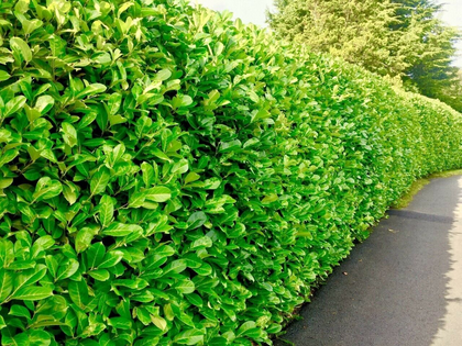 60 (1.5-2ft) tall Cherry Laurel Hedging