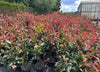 Photinia Laurel 1m high plant