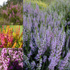 24 X MIXED HEATHERS CALLUNA & ERICA VARIETIES COLOURFUL LARGE FLOWERING PLANTS