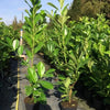 15x Cherry Laurel Hedging Plants Large 2-3ft Supplied in 2 Litre Pots