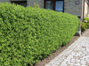 60 Wild Privet Hedging Ligustrum Plants Hedge 40-60cm,Quick Growing Evergreen