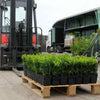 Common Box 30-40cm, Buxus Sempervirens,Big Bushy Evergreen Hedging Plants