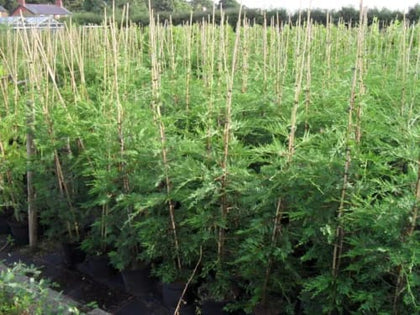 3X Large QUALITY Green Leylandii  5.5 FT-BIGGER  10 LT POT inc Free 6 FT canes.