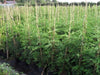 3X Large QUALITY Green Leylandii  5.5 FT-BIGGER  10 LT POT inc Free 6 FT canes.