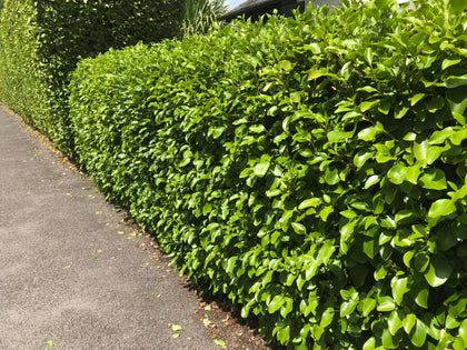 100 Griselinia Littoralis Hedging Plants 1.5-2ft Evergreen Fast Growth 10cm Pots.