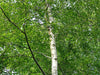 10 Silver Birch Trees 3-4ft,Stunning Winter Colour,Betula Pendula Plants 3fatpigs