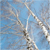 10 Silver Birch Trees 3-4ft,Stunning Winter Colour,Betula Pendula Plants 3fatpigs