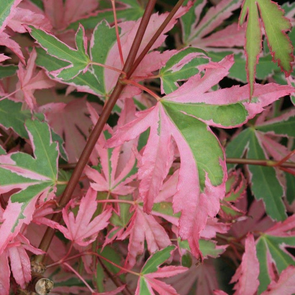 Acer palmatum Taylor - Japanese Maple Large Outdoor Garden Ready Tree in Pot |