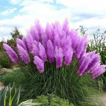 Purple Pampas Grass Seeds Rare Unusual Stunning Garden 20 seeds