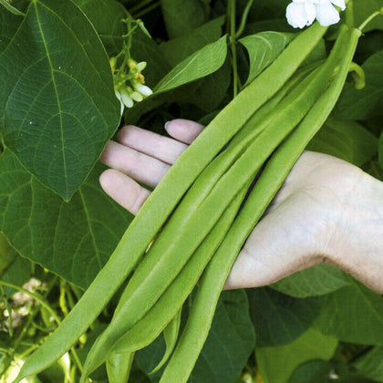 Stringless Runner Bean Veg Seeds Moonlight, Approx 35 Seeds per pack