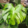 Swiss Cheese Plant Monstera Deliciosa House Plants Evergreen Indoor Plant in Pot 70-80CM