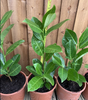 40×(1.5-2ft) tall Cherry Laurel Hedging plants