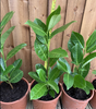 5×(30-35cm) tall Cherry Laurel hedging Strong Evergreen Plants Supplied Potted Not Bareroot