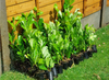 40×(1.5-2ft) tall Cherry Laurel Hedging plants