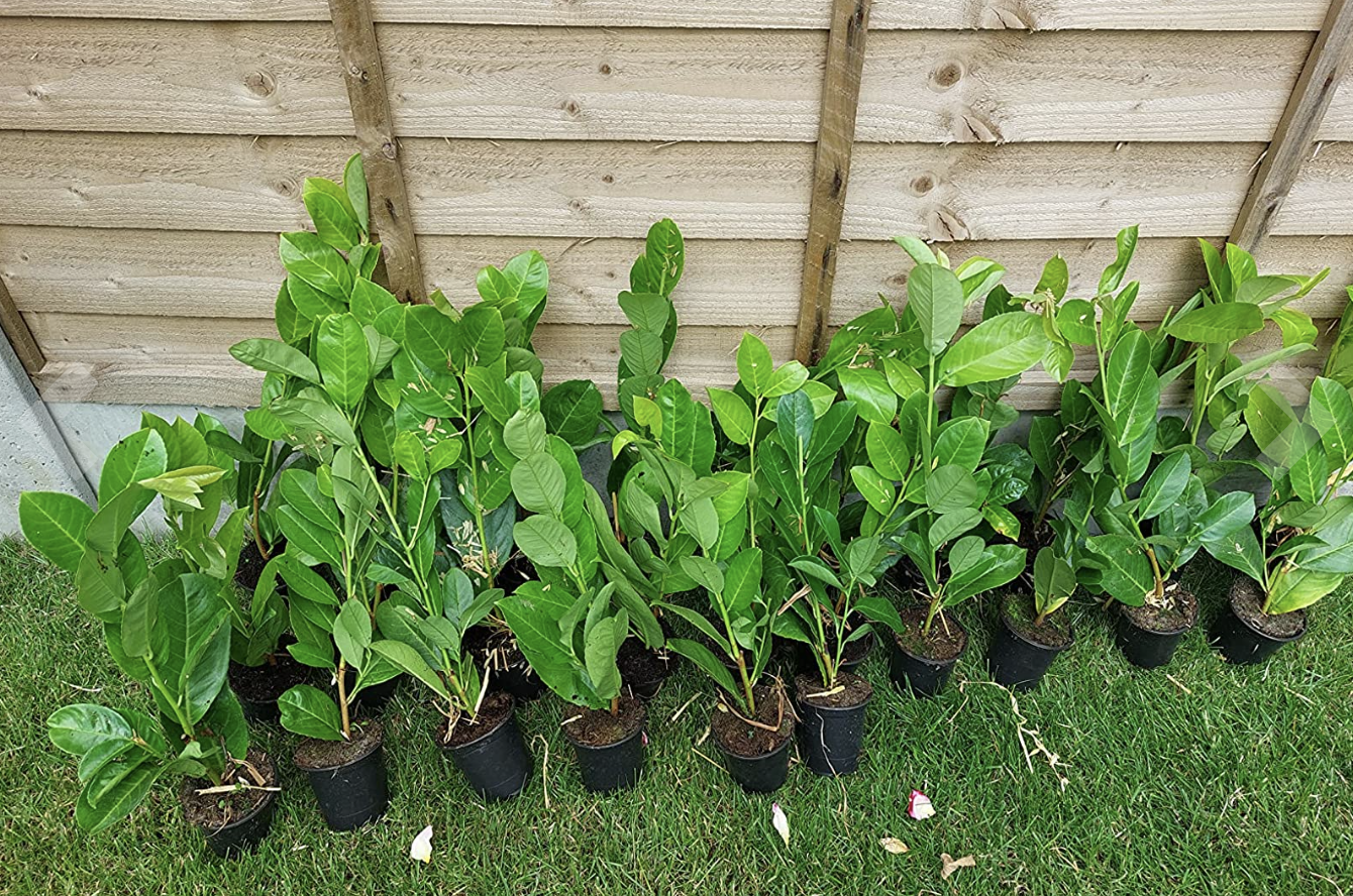 5×(30-35cm) tall Cherry Laurel hedging Strong Evergreen Plants Supplied Potted Not Bareroot