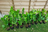 40×(1.5-2ft) tall Cherry Laurel Hedging plants