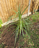 Cordyline Australis Green Plant 80-100cm Tall