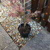 Acer Palmatum 'Shirazz' Japanese Maple Tree 3L Pot 25-30cm